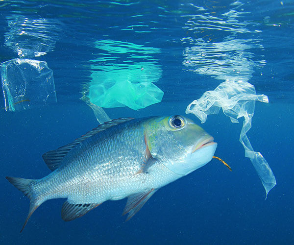 plastic straws and wildlife in the ocean
