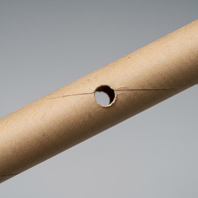 A close-up of a paper tube with a small hole drilled by a parasitic wasp